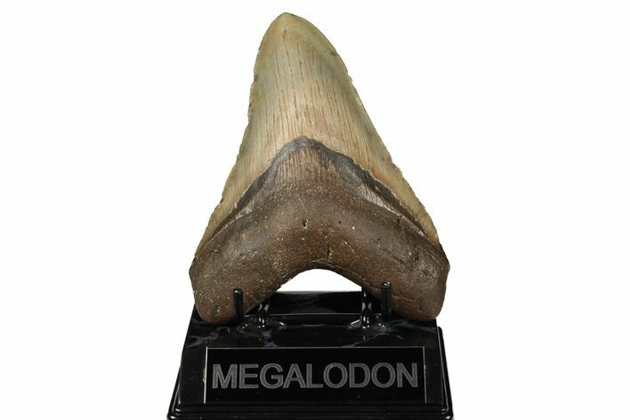 Fossil Megalodon Tooth - North Carolina #190840